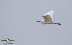 Thailand birding tours