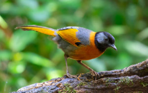 Vietnam birding tours