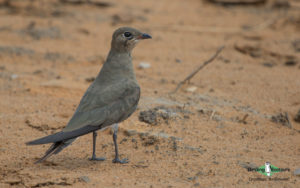 Spain birding tours