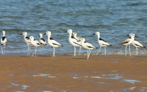 Comoros birding tours