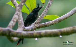 Comoros birding tours