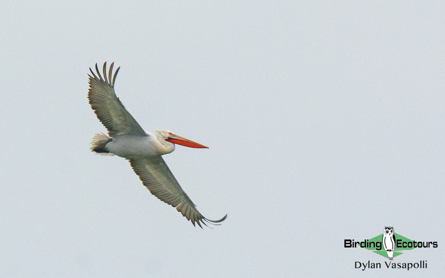 Bulgarian birding tours