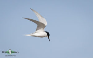 Gabon birding tours