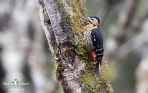 Bhutan birding tours