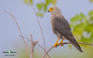 Zimbabwe birding tours