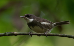 Sao Tome and Principe birding tours