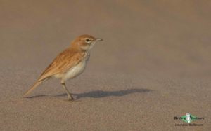Namibia birding tours