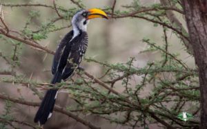 Kenya birding tours