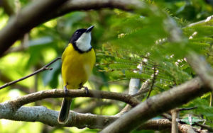 Fiji birding tours