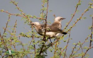 Tanzania birding tours