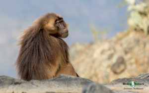 Ethiopia birding tours