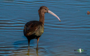 Bulgarian birding tours