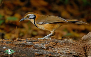 Chinese birding tours