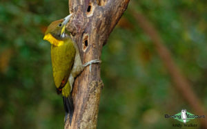 Nepal birding tours