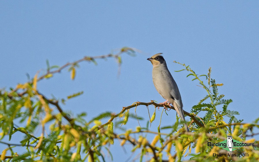 Indian birding tours