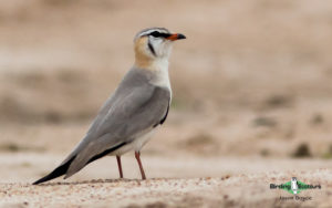Gabon birding tours