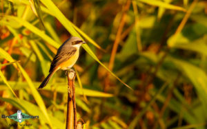 Nepal birding tours