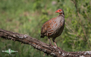 Tanzania birding tours