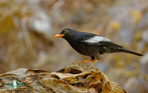 Nepal birding tours