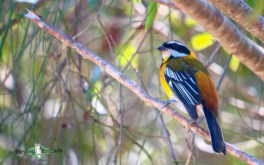 Dominican republic birding tours