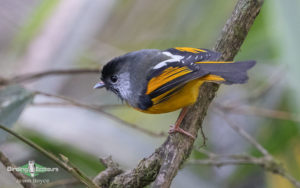 Bhutan birding tours