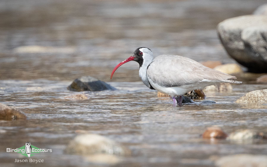 Nepal birding tours