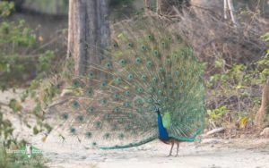 Indian birding tours