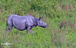 Nepal birding tours