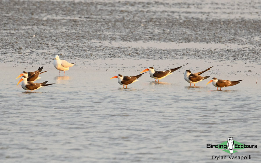 Indian birding tours