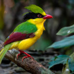 Vietnam birding tours