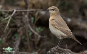 Turkey birding tours