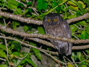 Comoros birding tours