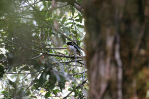 New Guinea birding tours