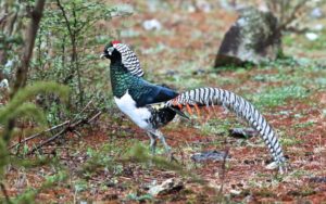 Chinese birding tours