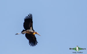 Malaysia birding tours