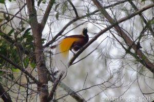 Indonesia birding tours