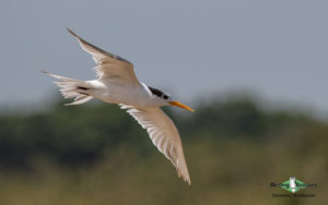 Comoros birding tours