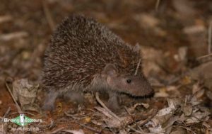 Madagascar birding tours