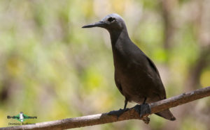 Comoros birding tours