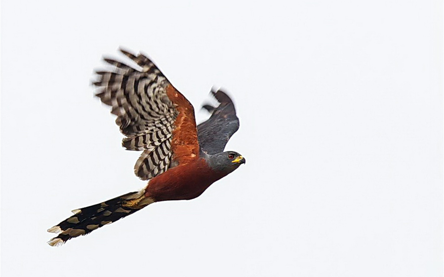 Ghana birding tours