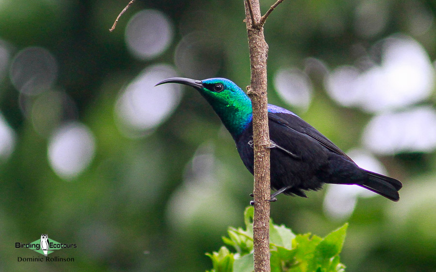 Comoros birding tours