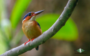 Comoros birding tours