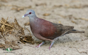 Comoros birding tours