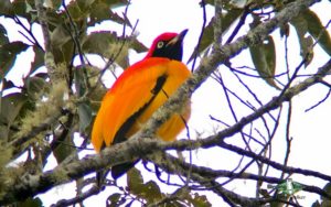 New Guinea birding tours