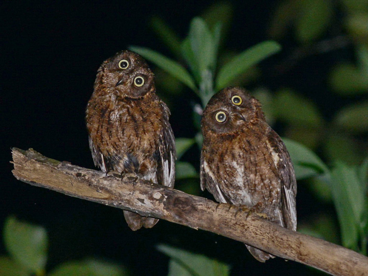 Comoros birding tours