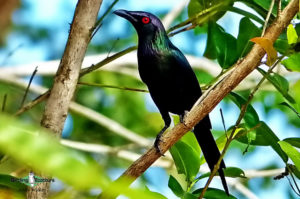 New Guinea birding tours