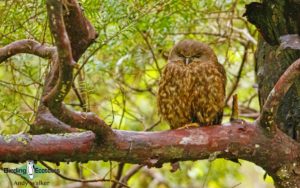 New Zealand birding tours