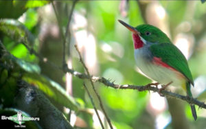 Dominican republic birding tours