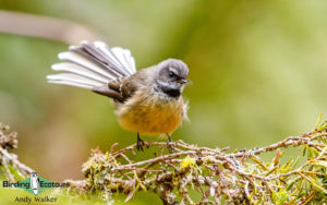 New Zealand birding tours