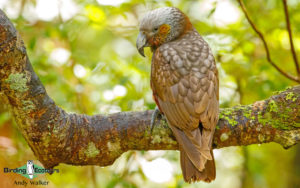 New Zealand birding tours